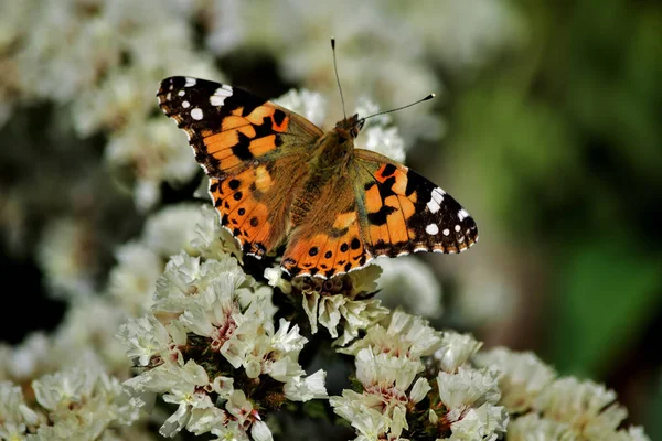 Plan Sélectif Papillon Vanessa Cardui Récoltant Pollen Sur Des Fleurs — Photo