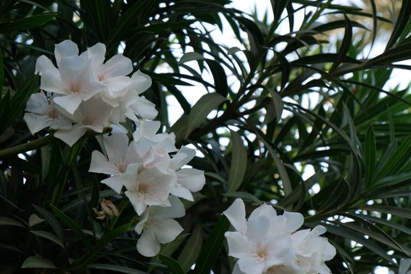 Primer Plano Hermosas Flores Adelfa Blanca —  Fotos de Stock