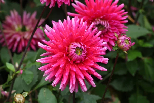 Gros Plan Fleurs Gemme Pourpre Dahlia Croissance — Photo