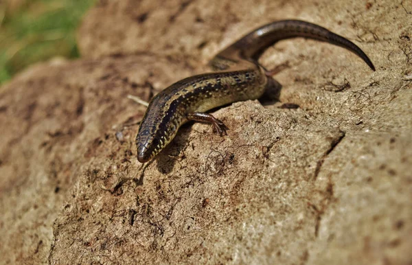 Enfoque Selectivo Chalcides Ocellatus Tomando Sol Sobre Una Roca Campo — Foto de Stock