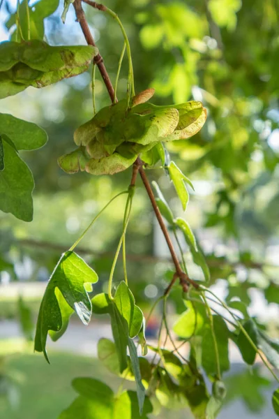 Tiro Vertical Galho Árvore Com Folhas Verdes Dia Ensolarado — Fotografia de Stock