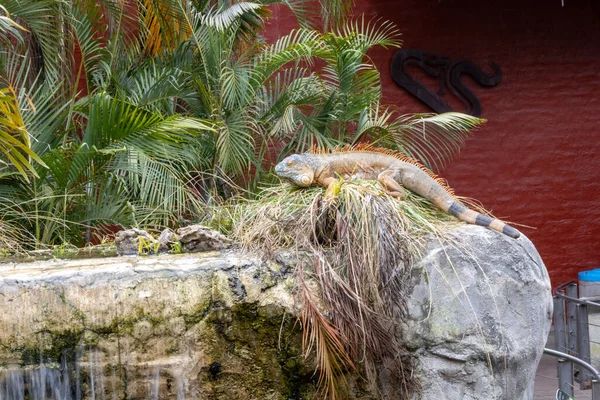 Большая Игуана Отдыхает Камне Зоопарке — стоковое фото