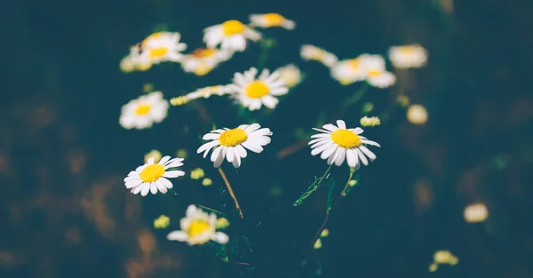 Focus Selettivo Fiori Margherita Una Foresta — Foto Stock