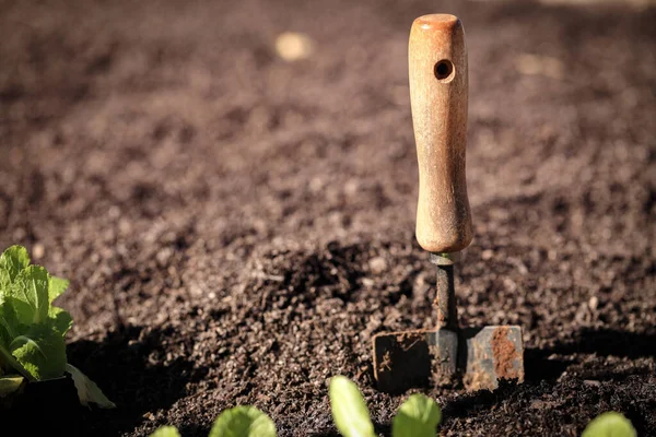 Een Metalen Schep Moestuin Met Wombok Zaailingen — Stockfoto