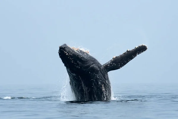 Humpback Whale Megaptera Novaeangliae Breach Straight Georgia Salish Sea Campbell — Stock Photo, Image