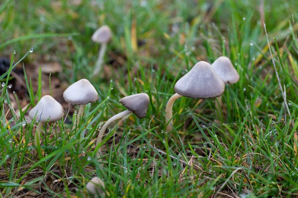 森林里的一帧特写的白色蘑菇 — 图库照片