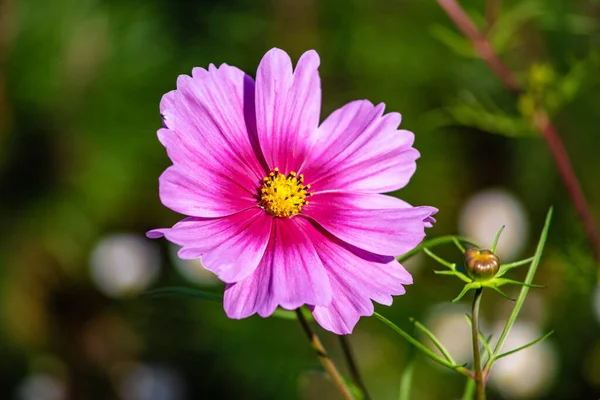 Primer Plano Una Malva —  Fotos de Stock