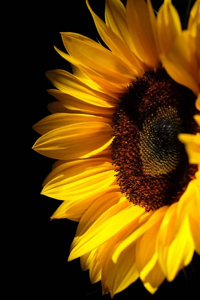 A vertical closeup shot of a sunflower on black background