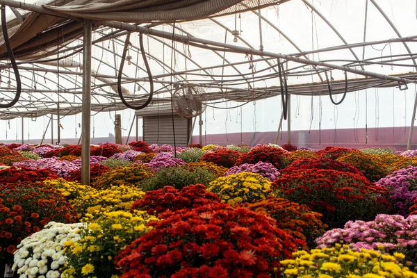 Vakre Fargerike Blomstene Grytene Drivhuset – stockfoto