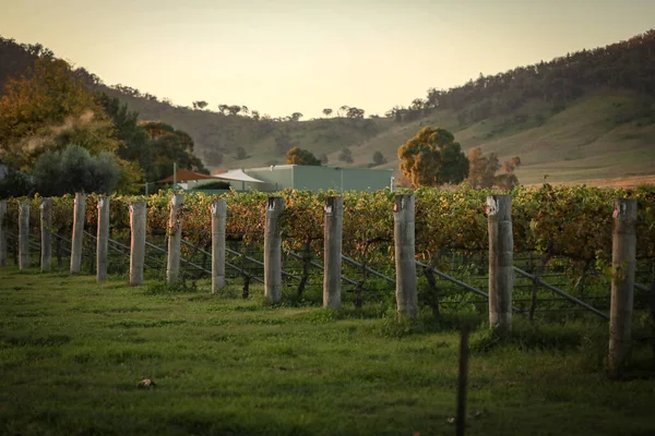 Een Prachtige Late Namiddag Uitzicht Wijngaard Mudgee New South Wales — Stockfoto
