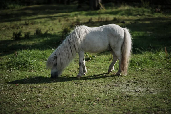 野原で草を食べる可愛い白いポニーのクローズ — ストック写真