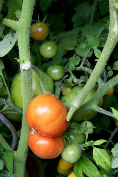 Poznan Polen September 2020 Orangefarbene Plastikschere Auf Einem Tisch Mit — Stockfoto