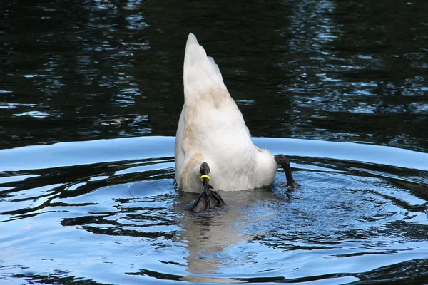 Gros Plan Cygne Blanc Plongeant Pour Nourrir — Photo