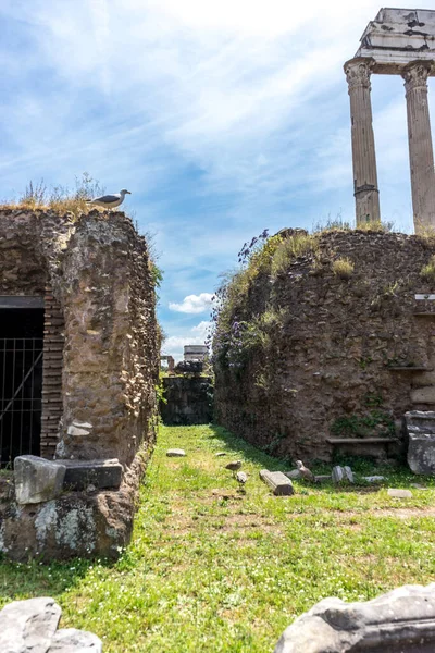 Ruinerna Forntida Romerskt Forum Med Grönska Rom Italien — Stockfoto