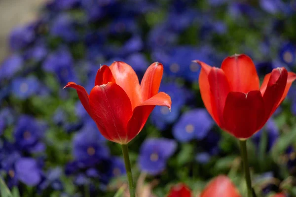 Eine Nahaufnahme Von Schönen Roten Tulpen — Stockfoto