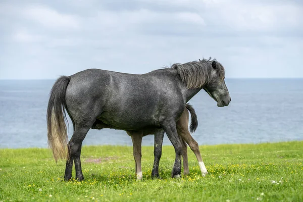 Vacker Bild Vild Häst Med Fölet — Stockfoto