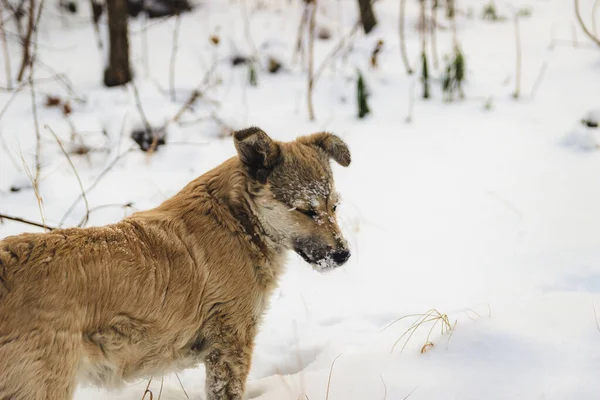 Ein Schöner Brauner Hund Spielt Draußen Kalten Winterschnee — Stockfoto