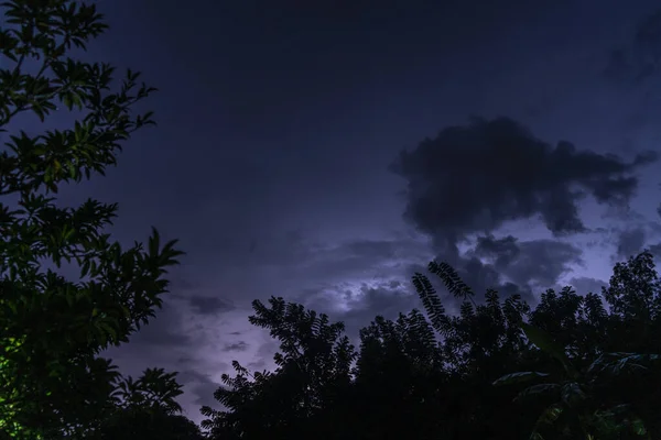 Низкоугольный Снимок Ветвей Деревьев Листьев Красивым Темным Небом Ночное Время — стоковое фото