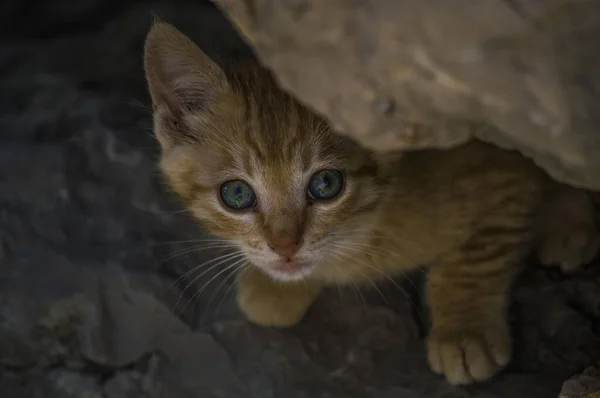 Zencefilli Kedi Yavrusunun Yakın Plan Fotoğrafı — Stok fotoğraf