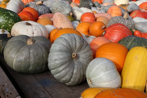 Gros Plan Citrouilles Bio Fraîches Saines Sur Marché Fermier Concept — Photo