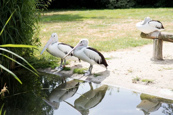 Germania Iul 2019 Animale Sălbatice Grădina Zoologică Din Thuele Germany — Fotografie, imagine de stoc