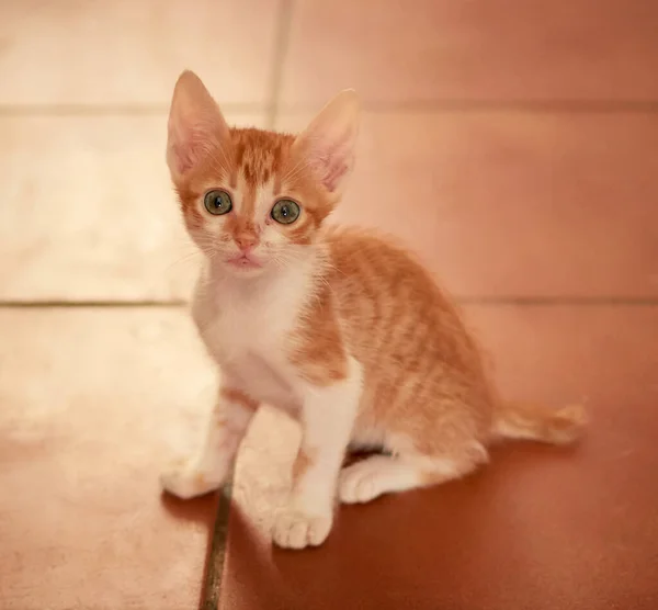 Eine Nahaufnahme Eines Entzückenden Häuslichen Kätzchens Das Auf Dem Boden — Stockfoto