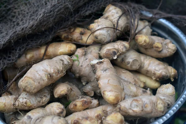 市场上一堆新鲜生姜的特写镜头 — 图库照片