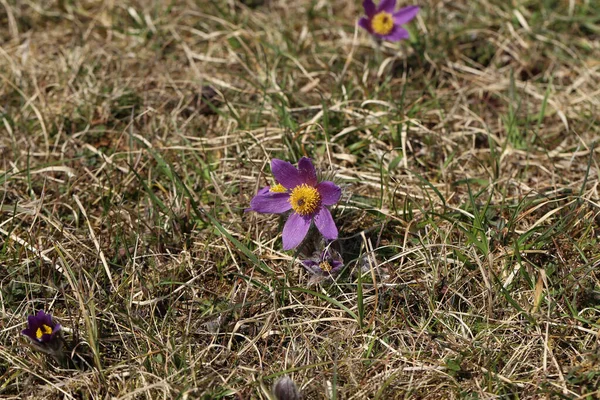 Closeup Purple Fluffy Flowers Sunlight — Zdjęcie stockowe
