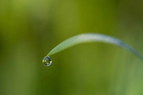 Macro Una Cascata Una Foglia Verde — Foto Stock