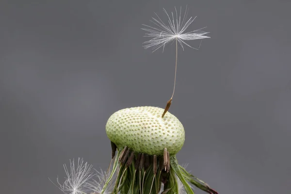 Eine Nahaufnahme Einer Pflanze — Stockfoto