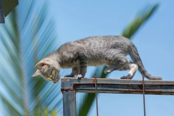 Nahaufnahme Eines Niedlichen Grauen Kätzchens Das Auf Einem Eisentor Läuft — Stockfoto