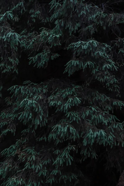 Вертикальний Знімок Листя Дерева Лісі — стокове фото