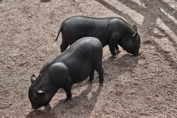Primer Plano Dos Cerdos Ibéricos Negros Aire Libre Durante Día — Foto de Stock