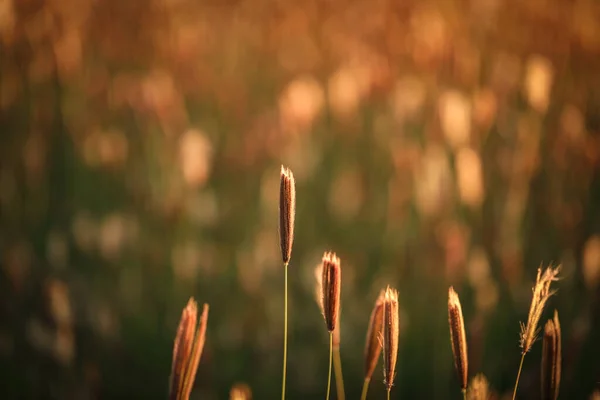 Крупный План Пшеничного Поля Дневное Время — стоковое фото