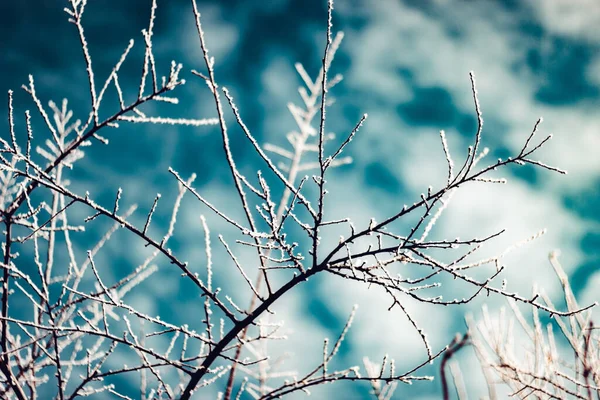 Een Close Shot Van Boom Takken Bedekt Met Vorst — Stockfoto