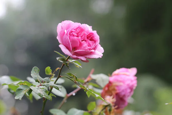 Egy Virágzó Rózsaszín Kert Közelsége — Stock Fotó