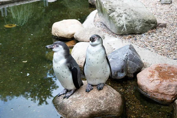 Germany 2019年7月4日 ドイツの動物園の野生動物 — ストック写真