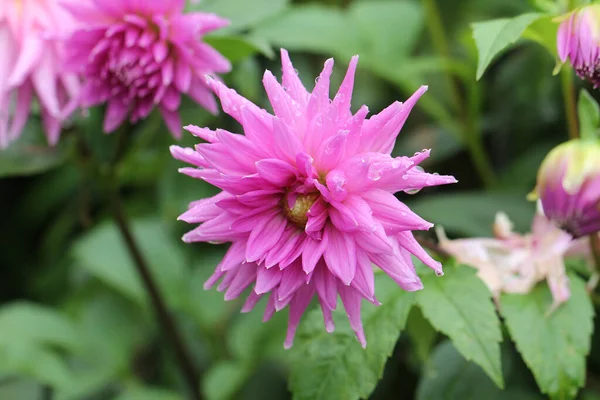 花の咲くダリアの庭のクローズアップショット — ストック写真
