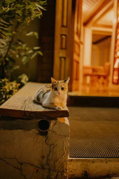 Eine Vertikale Aufnahme Eines Kätzchens Auf Einem Stück Holz Istanbul — Stockfoto