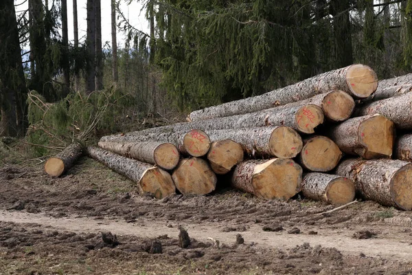 Closeup Focus Shot Cut Trees Forest Environment Concept Logging — Stock Photo, Image