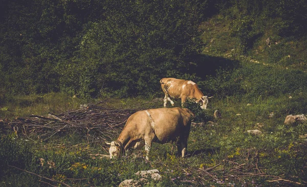 Una Hermosa Vista Vacas Pastando Prado —  Fotos de Stock