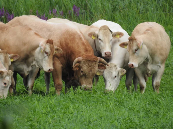 Группа Коров Пасущихся Травянистом Поле — стоковое фото