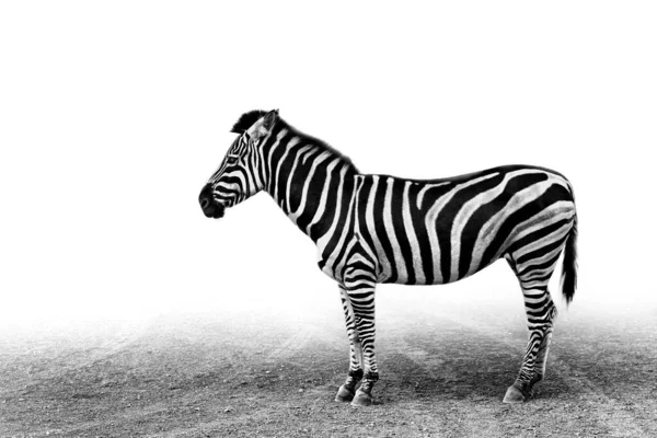 Graustufenaufnahme Eines Zebras Auf Der Straße Mit Weißem Hintergrund — Stockfoto