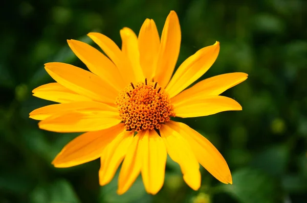 Une Mise Point Sélective Beau Faux Tournesol — Photo