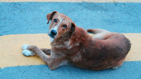 Tiro Ângulo Alto Cão Marrom Deitado Chão Olhando Para Cima — Fotografia de Stock
