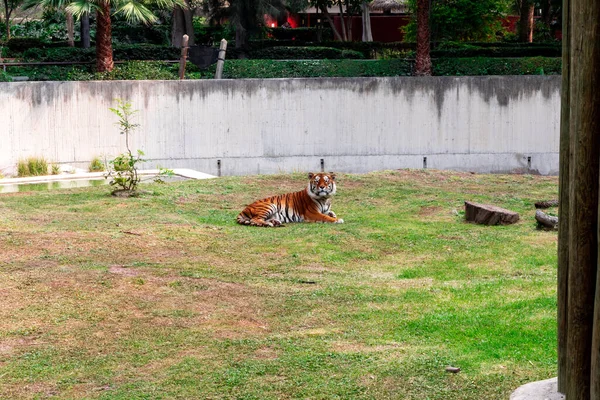 Tigre Zoológico — Foto de Stock