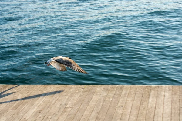 Oiseau Dans Action Voler Sur Fond Mer — Photo