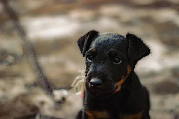 Närbild Bild Söt Svart Hund Suddig Bakgrund — Stockfoto