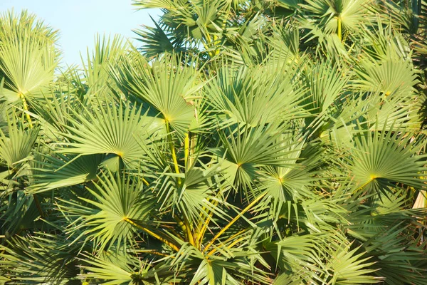 Closeup Focus Shot Tropical Vegetation — ストック写真