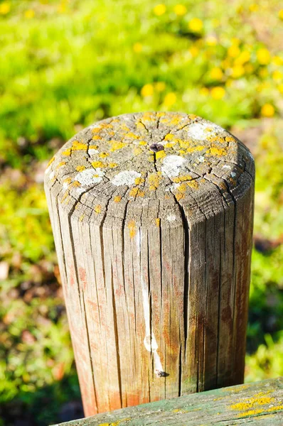 Vertical Shot Piece Wood Fungi Stock Image